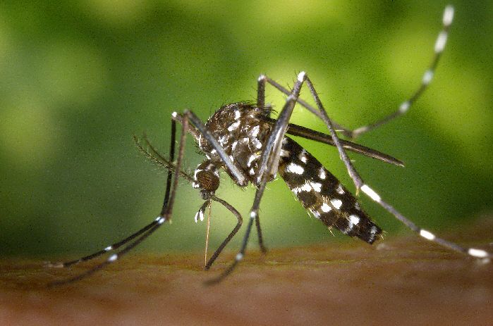 Foto: asiatische Tigermücke Aedes albopictus