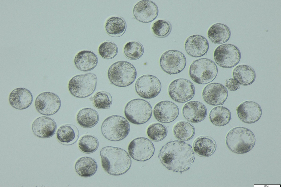 Bovine in-vitro produzierte Blastozysten (© FLI) Bovine in-vitro produzierte Blastozysten (© FLI)