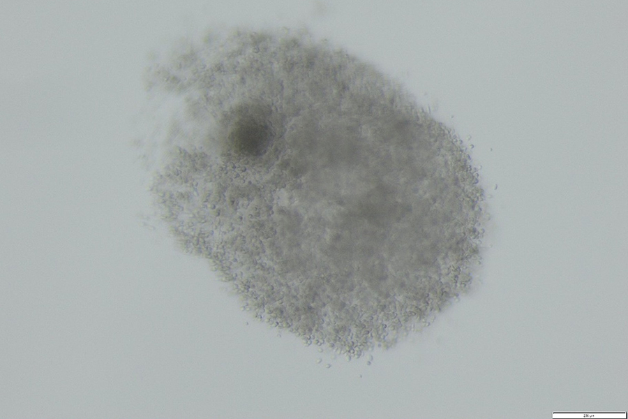 In-vitro gereifte Eizelle mit expandiertem Kumulus (© FLI) In-vitro gereifte Eizelle mit expandiertem Kumulus (© FLI)