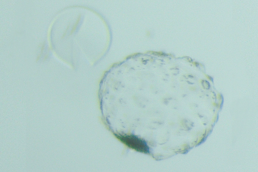 Geschlüpfte Blastozyste (© FLI) Geschlüpfte Blastozyste (© FLI)