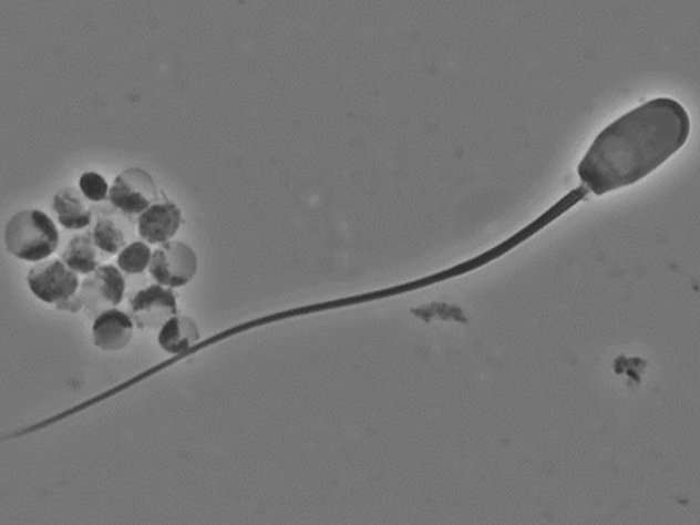 Eberspermium – ohne Defekt (© FLI) Eberspermium – ohne Defekt (© FLI)