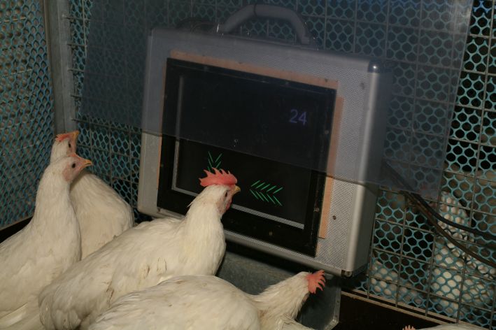 Junghennen picken auf den Bildschirm im Experiment über Pickpräferenzen (Foto: Joergen Kjaer, FLI) 