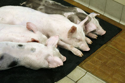 Liegende Schweine (Foto: Wolfram Maginot, FLI)