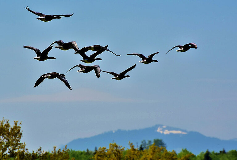Photo: Wild geese (Source: Pixabay)