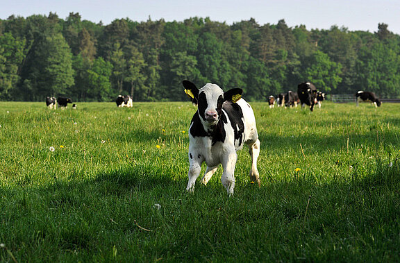 Calf on pasture (© FLI)  