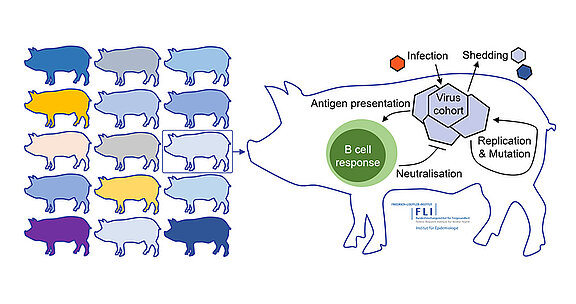 AG_Immuno-Epidemiologie_Konzept-web.jpg  
