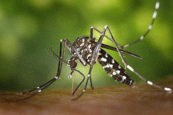 Foto: Aedes albopictus (© CDC/ James Gathany)