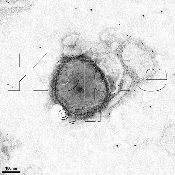 Immunogold labeling: Paramyxo virus labeled with 5 nm and 10 nm gold conjugate, (© FLI)