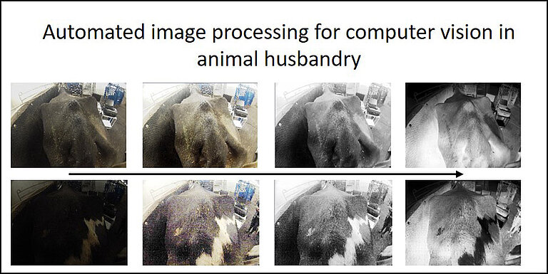 Automated image processing for computer vision in animal husbandry (Graphic © FLI)
