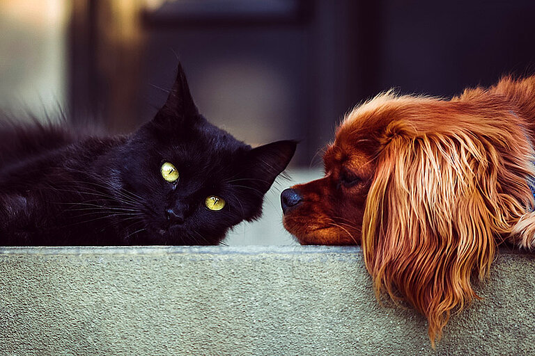 Katze und Hund (© pixabay)