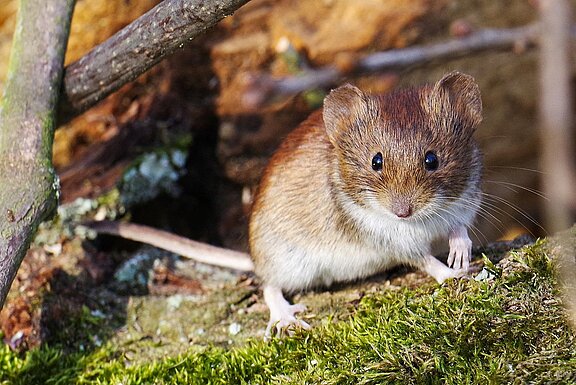 Roetelmaus.jpg