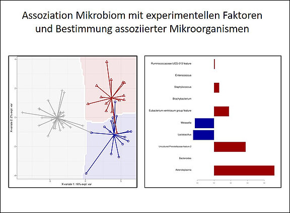 Assoziation Mikrobiom mit experimentellen Faktoren und Bestimmung assoziierter Mikroorganismen
