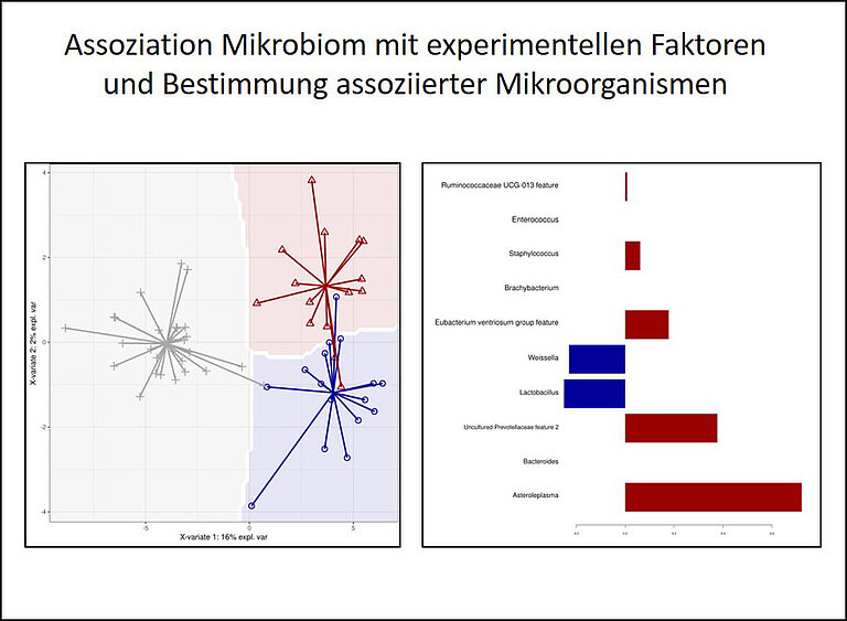 Assoziation Mikrobiom mit experimentellen Faktoren und Bestimmung assoziierter Mikroorganismen