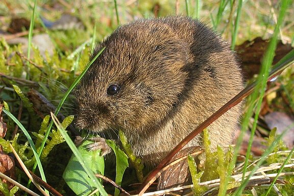 Feldmaus.jpg