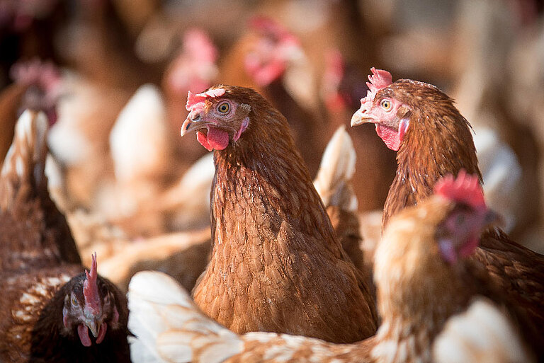 Hühner (© pixabay) 
