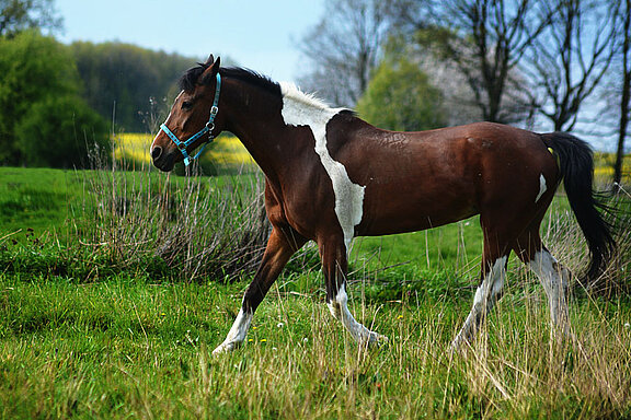 Pferd.jpg  