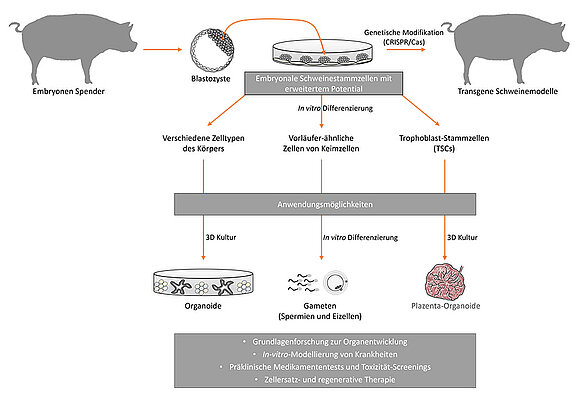 Embryonale Schweinestammzelllinien mit erweitertem Potenzial (Expanded Potential Stem Cells, EPSCs) eröffnen neue Möglichkeiten für die Forschung am Schweinemodell. (© FLI) Abbildung: Embryonale Schweinestammzelllinien mit erweitertem Potenzial (Expanded Potential Stem Cells, EPSCs) eröffnen neue Möglichkeiten für die Forschung am Schweinemodell. (© FLI)