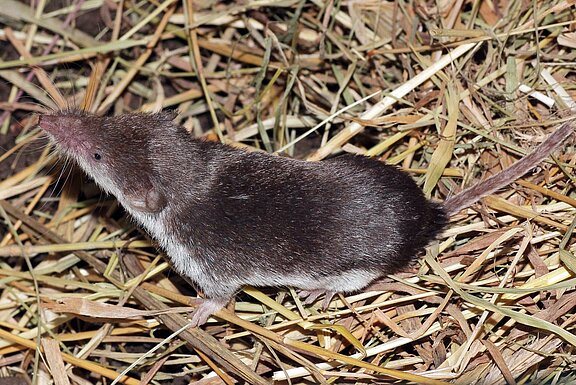 Spitzmaus.jpg