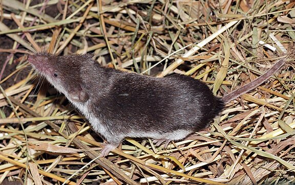 Spitzmaus.jpg