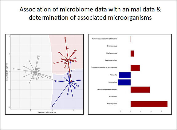 Association of microbiome data with animal data & determination of associated micoorganisms (Graphic © FLI)