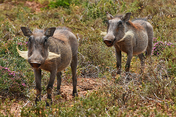 Warthogs (© pexels)