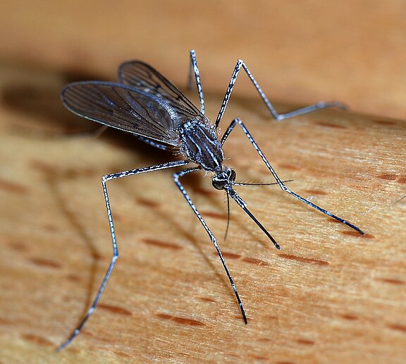 Foto: Culiseta longiareolata, eine mediterrane Mückenart