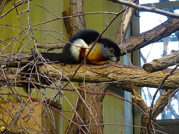 Callosciurus prevostii (Photo: B.M. Bußmann, FLI) Photo: Callosciurus prevostii (Photo: B.M. Bußmann, FLI)