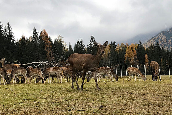 Rothirschkuh