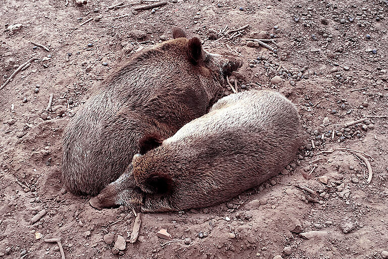 Wildschweine (© FLI) 