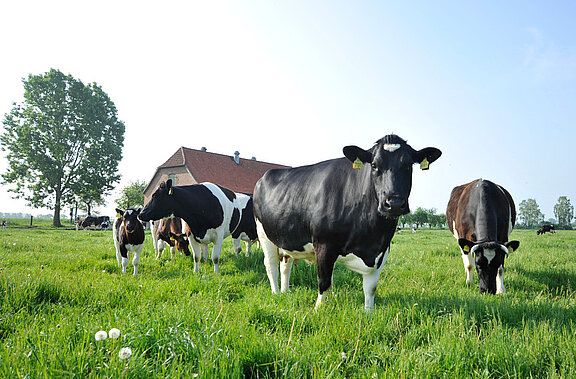 Rinder auf der Weide (© FLI) umgebung_02-web.jpg