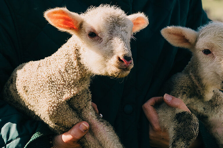 Mensch und Schaf (© pexels) 